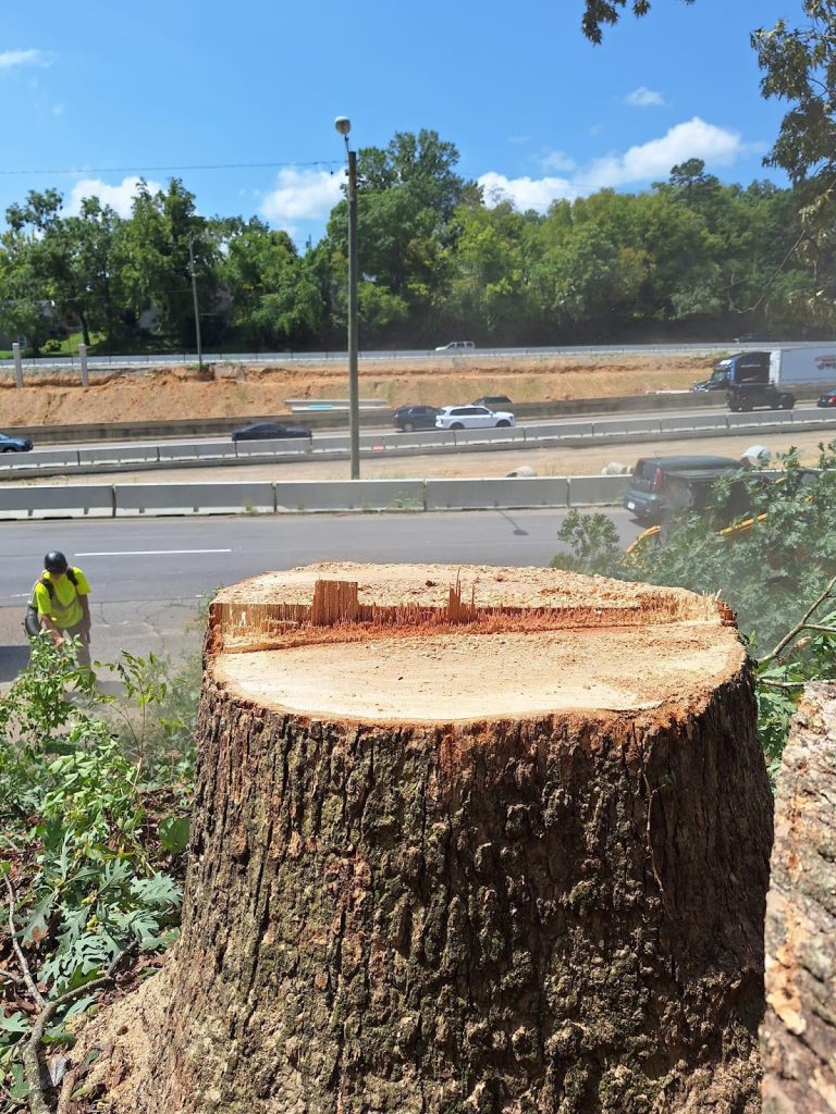 The Benefits of Stump Grinding and Why You Shouldn’t Ignore It 3 A stump after a tree removal in Collegedale, TN