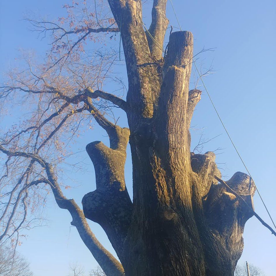 Signal Mountain, TN 2 tree service on signal mountain, tn. Old Tree beeing cut down