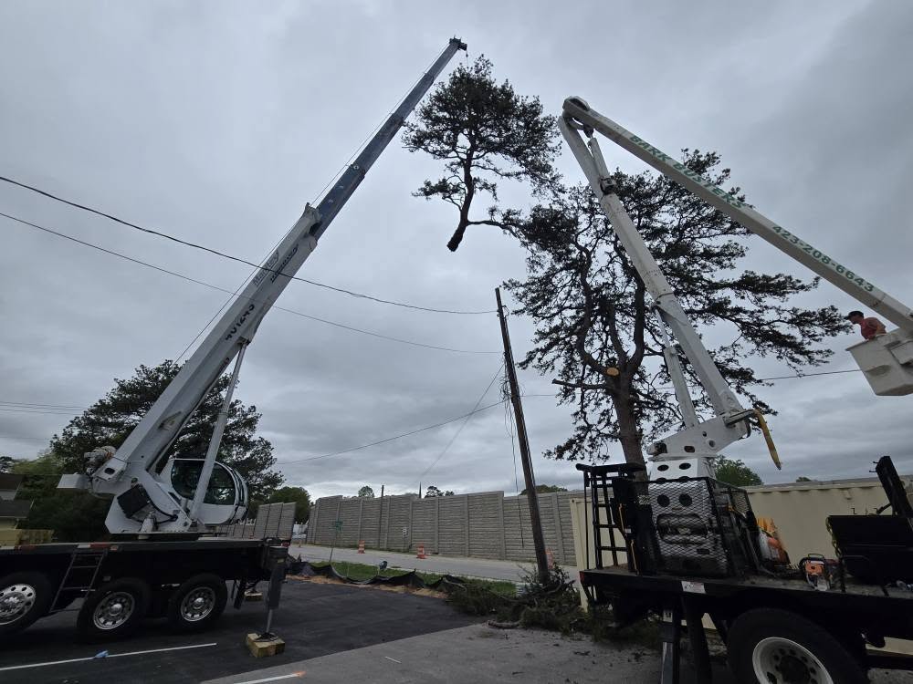 Crane assisted tree removal in East Ridge, TN. Bark Buster's crew with there crane and bucket truck removing a tree near a powerline and a local business in East Ridge.
