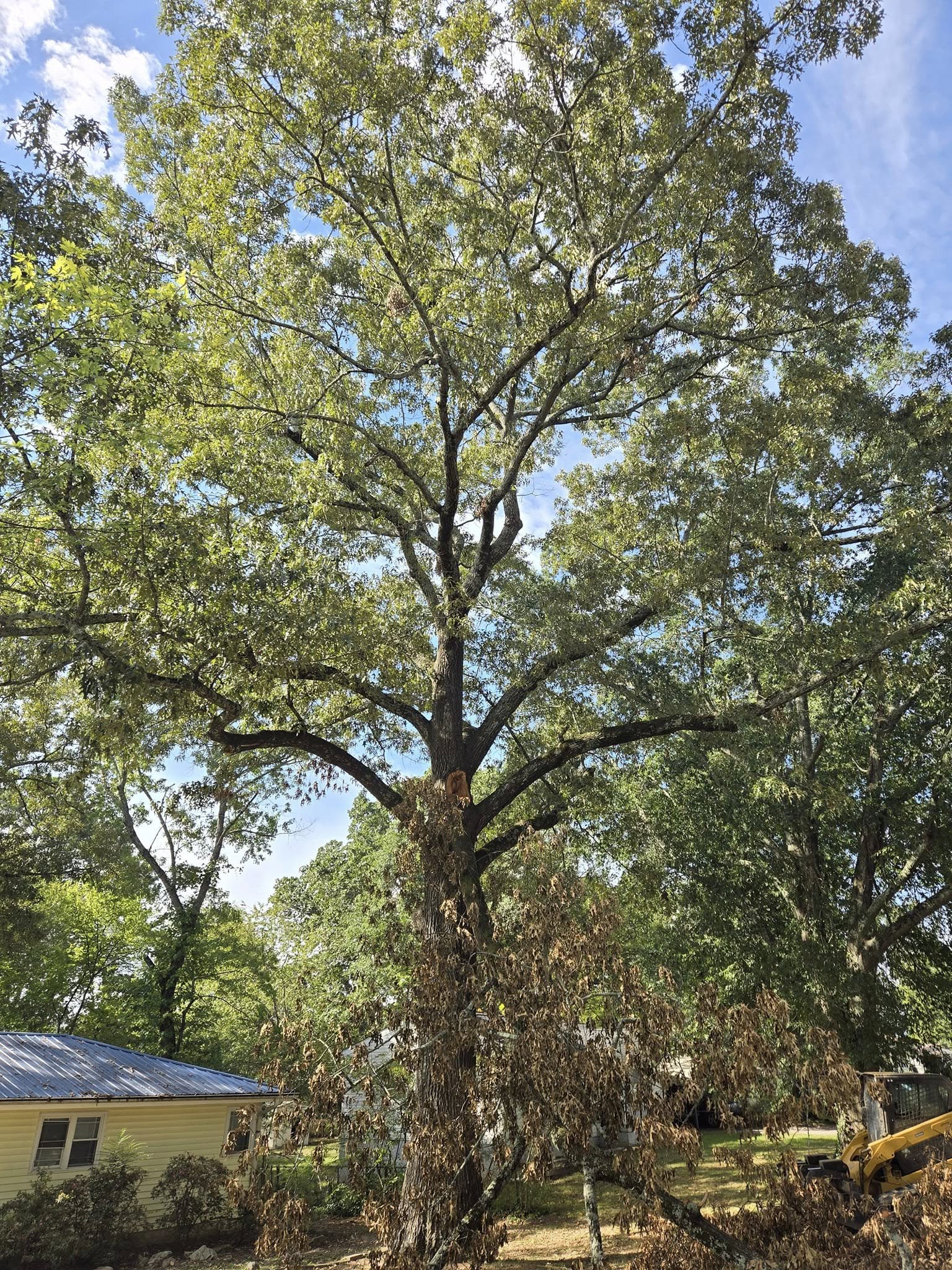 bark busters tree service trimming a tree in hixson, tn