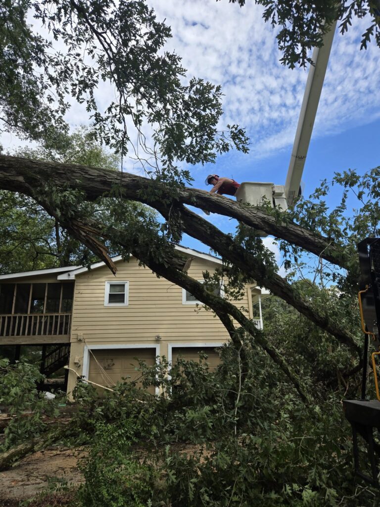 What to Do When a Tree Falls 2 Bark Busters crew cutting the fallen tree in a bucket truck.