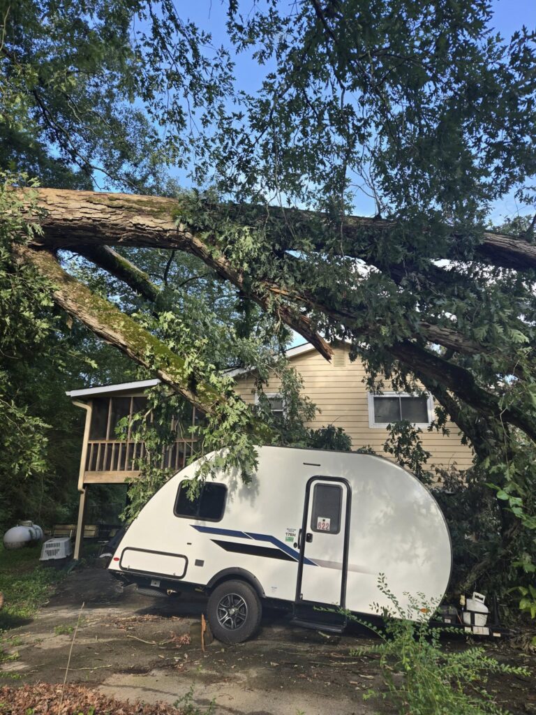 What to Do When a Tree Falls 1 tree falls in soddy daisy tn