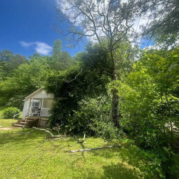 emergency tree services emergency tree service apison tn