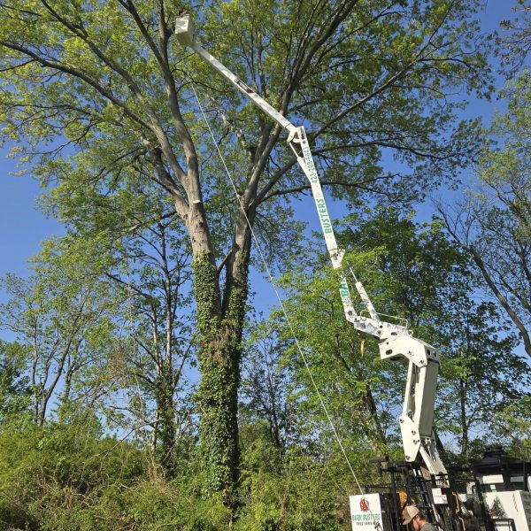 tree removal in apison tree removal in apison