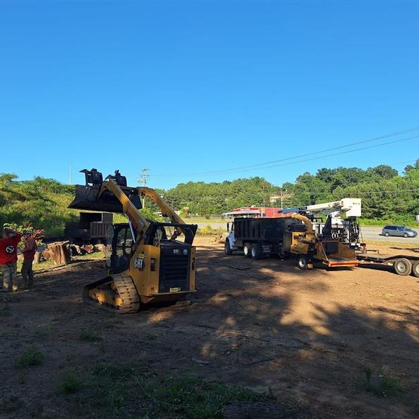 land clearing land clearing