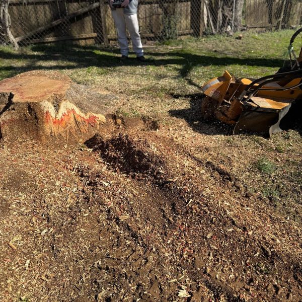 stump grinding stump grinding